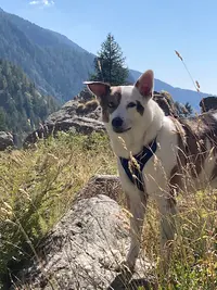 Padm’éduc - Educateur Comportementaliste Canin