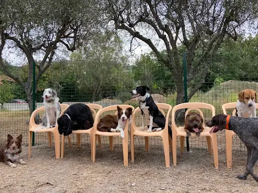 Soja & Co Éducation Canine - Victoria Lesbats