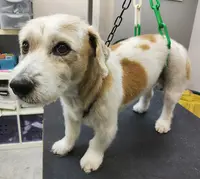 Trésor de Chien