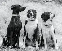 Celti Dog