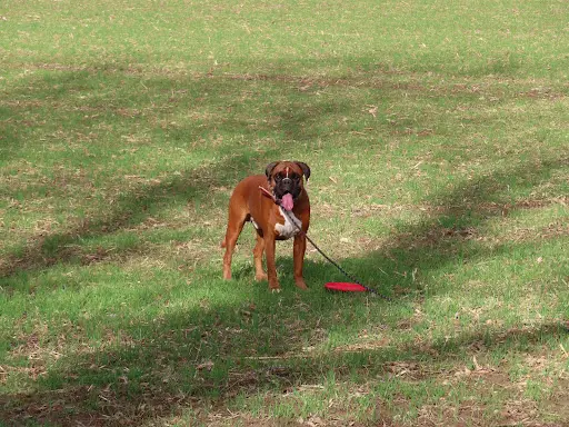 Redjdog Educateur Canin