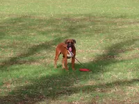 Redjdog Educateur Canin