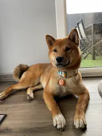 Jikan S Shadow - Elevage Familial de Shiba Inu
