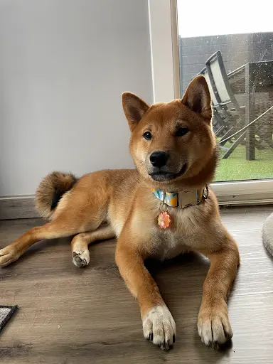 Jikan S Shadow - Elevage Familial de Shiba Inu