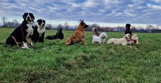 l'Ère des Chiens