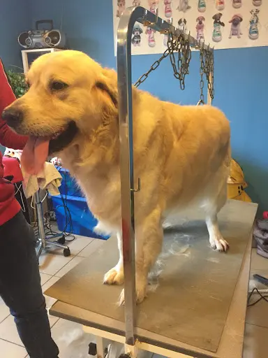 Le Caniche Royal