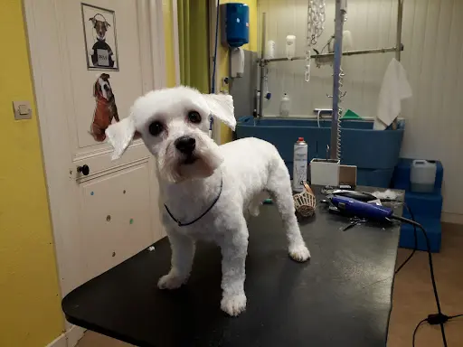 Felidog86