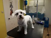 Felidog86