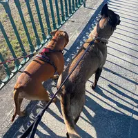Dogaction Educateur et Pension Canine 36