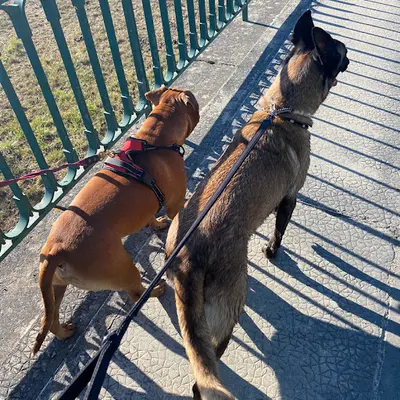 Dogaction Educateur et Pension Canine 36
