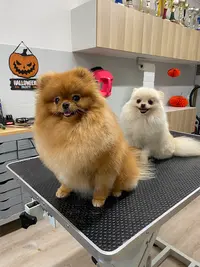Abri Canin