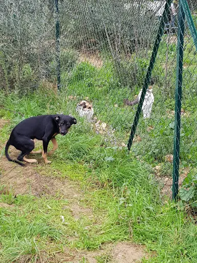 Asso Coup de Coeur Animal - Chats et Animaux de la Ferme