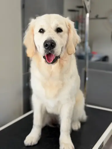 Beauté Canine