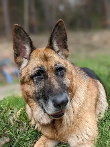 Canicohésion - Educatrice Comportementaliste Canin