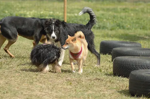 Dog Akademy By Gucc