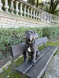 Educateur Canin Une Chance O Chiens