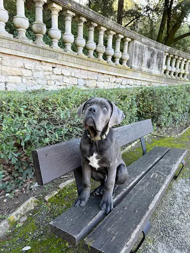 Educateur Canin Une Chance O Chiens