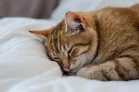 Garderie Pour Chats