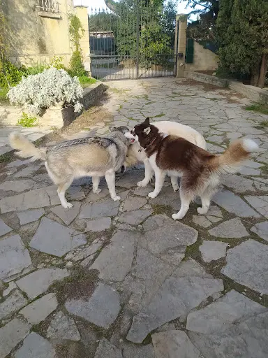 La Colo des Toutous
