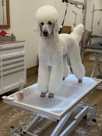 Les Ciseaux Canins