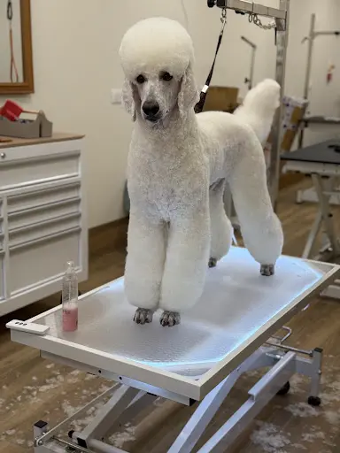 Les Ciseaux Canins