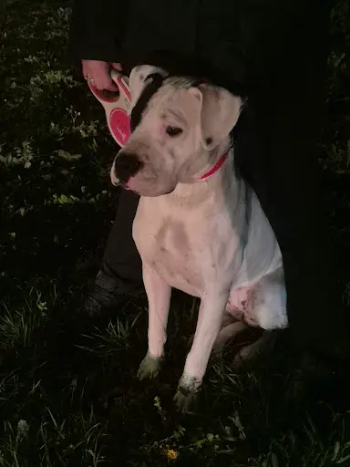 Los Perros de la Familia