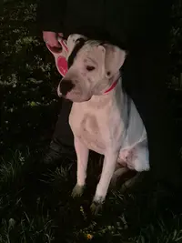 Los Perros de la Familia