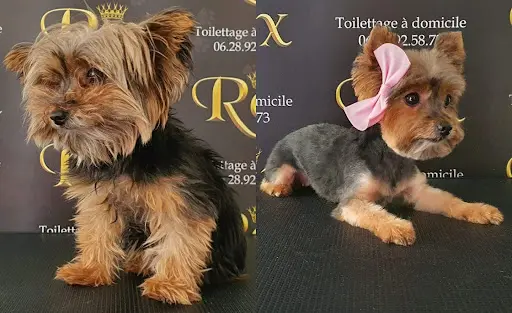Rex Toilettage À Domicile