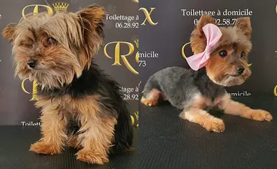 Rex Toilettage À Domicile