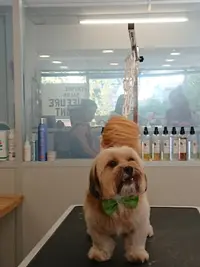 So My Dog