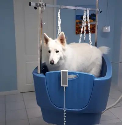 Au Toilettage Niortais
