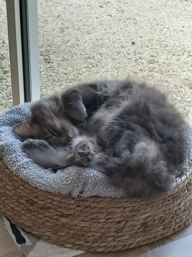 l'Entre Chats