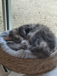 l'Entre Chats