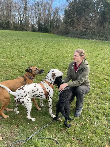 Ker Wouf - Pension Canine - Dog Sitting - Garde de Chiens