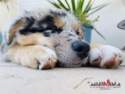 l'Académie des Chiens Morbihan. Éducateur Canin Vannes