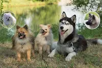 Elevage Pomsky Passion - Sandra David