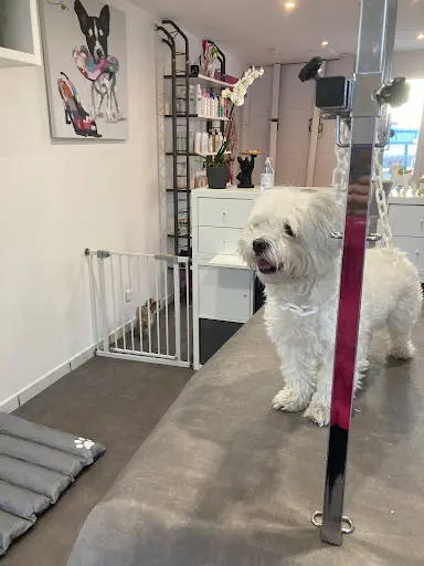 Bulle Dog : Toilettage Pour Chien