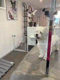 Bulle Dog : Toilettage Pour Chien