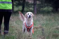 Mylène Genairon Éducateur Comportementaliste Canin - Parlez Vous Chien