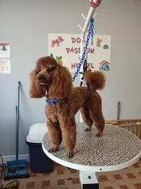 Dog Passion Toilettage