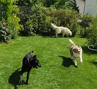 Instant Animal