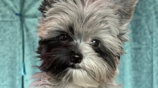 Elevage de Yorkshire Terrier Exotiques et Variantes le Domaine des Beaux Chiens Belles Gueules