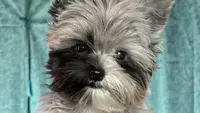 Elevage de Yorkshire Terrier Exotiques et Variantes le Domaine des Beaux Chiens Belles Gueules