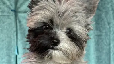 Elevage de Yorkshire Terrier Exotiques et Variantes le Domaine des Beaux Chiens Belles Gueules