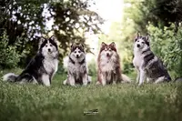 Pomsky de la Luna