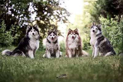 Pomsky de la Luna