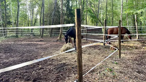 Les Ecuries des Trois Pignons - Caval Horse