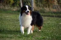 Elevage In Parigi