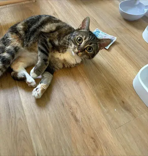 Hakuna Matata Pension Pour Chat