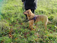 Chien Éco.lier